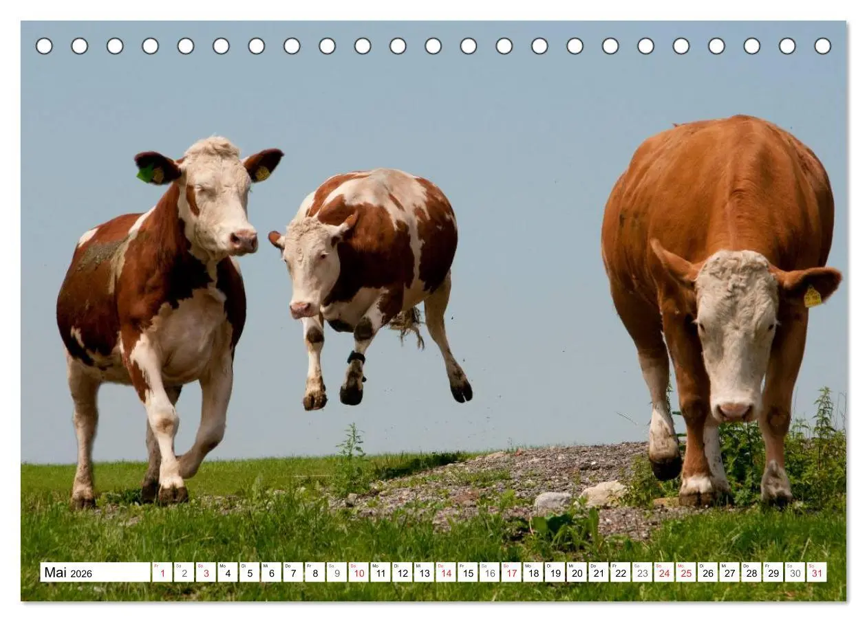 Bild: 9783516220728 | Alpenfleckvieh (Tischkalender 2026 DIN A5 quer), CALVENDO...