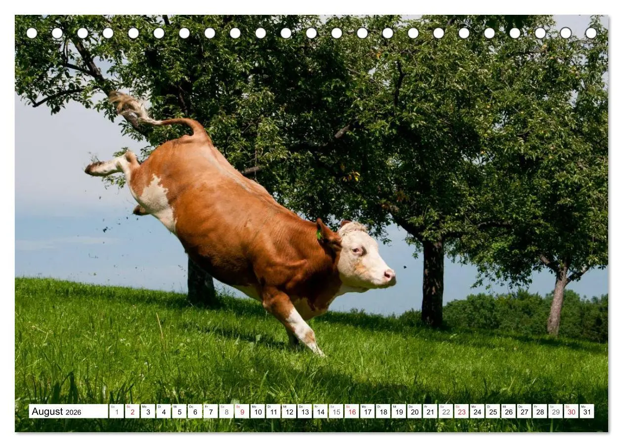 Bild: 9783516220728 | Alpenfleckvieh (Tischkalender 2026 DIN A5 quer), CALVENDO...