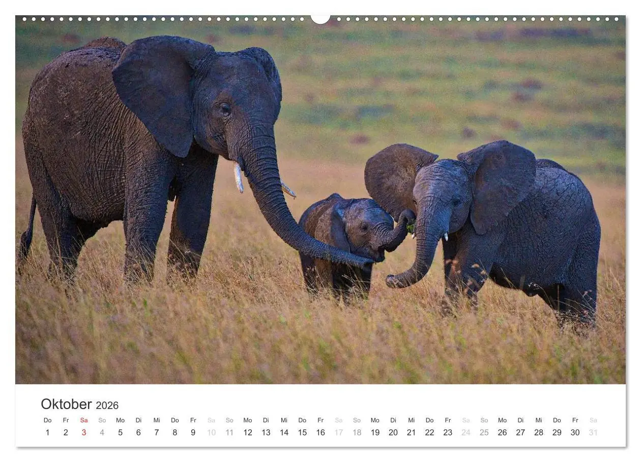 Bild: 9783457980828 | Elefanten - Sanfte Riesen in Afrika (Wandkalender 2026 DIN A2...