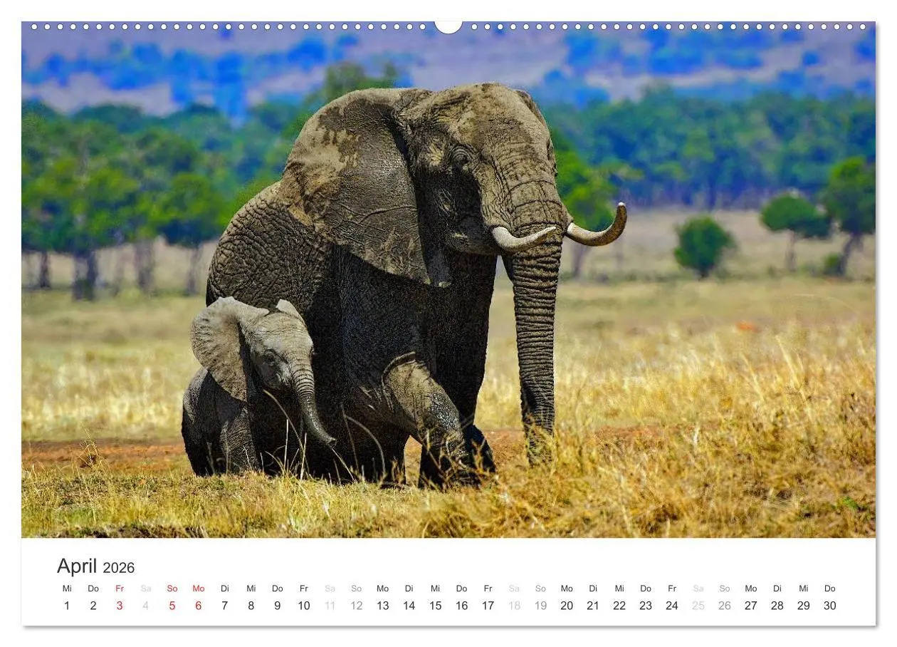 Bild: 9783457980828 | Elefanten - Sanfte Riesen in Afrika (Wandkalender 2026 DIN A2...