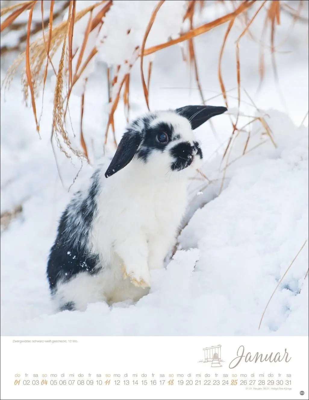 Bild: 9783756410828 | Kaninchenkinder Posterkalender 2026 | Monika Wegler | Kalender | 14 S.
