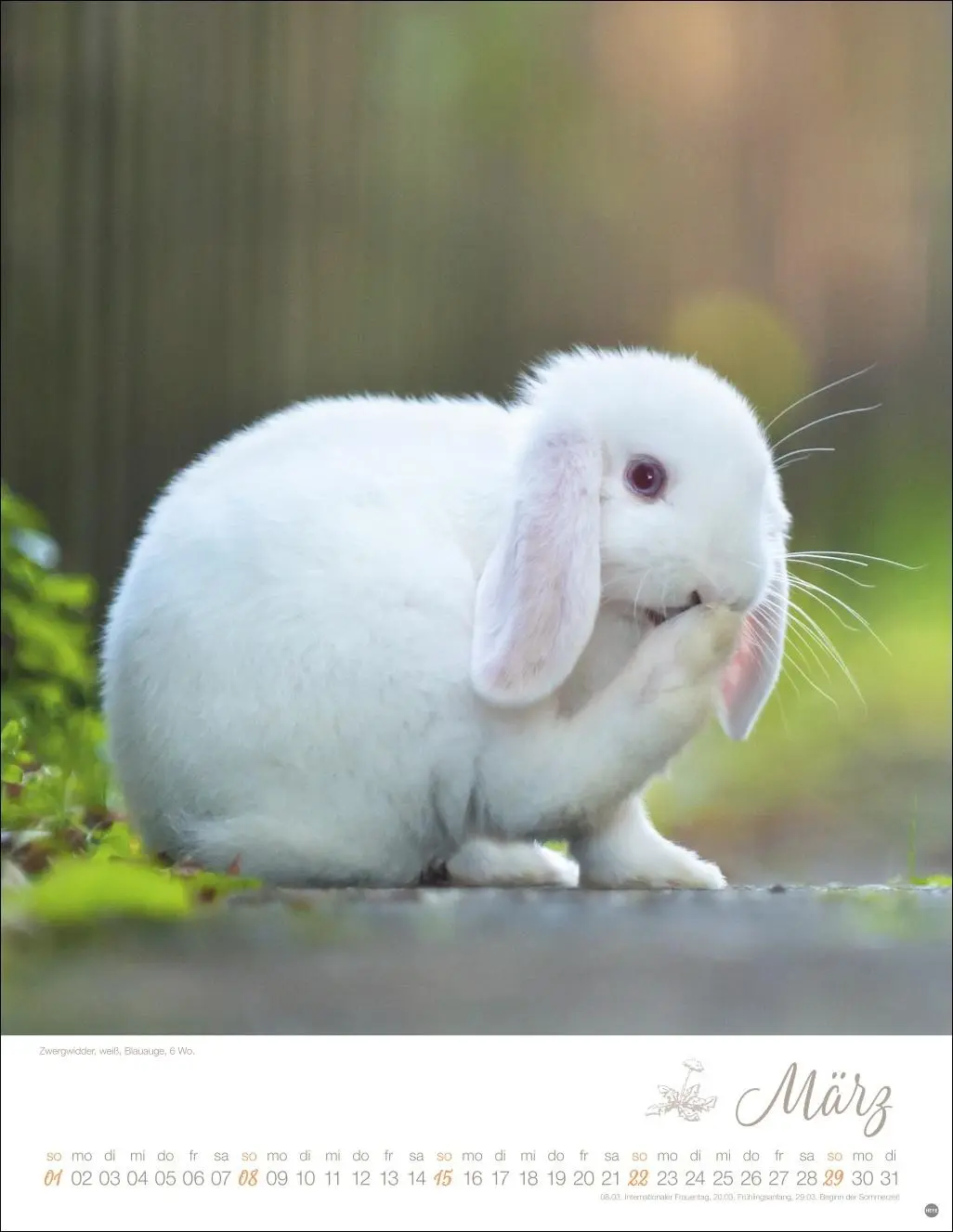 Bild: 9783756410828 | Kaninchenkinder Posterkalender 2026 | Monika Wegler | Kalender | 14 S.