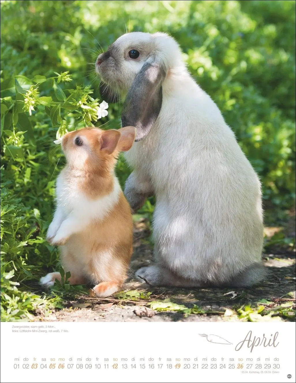 Bild: 9783756410828 | Kaninchenkinder Posterkalender 2026 | Monika Wegler | Kalender | 14 S.