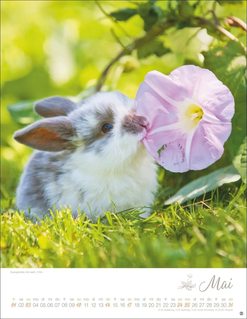 Bild: 9783756410828 | Kaninchenkinder Posterkalender 2026 | Monika Wegler | Kalender | 14 S.