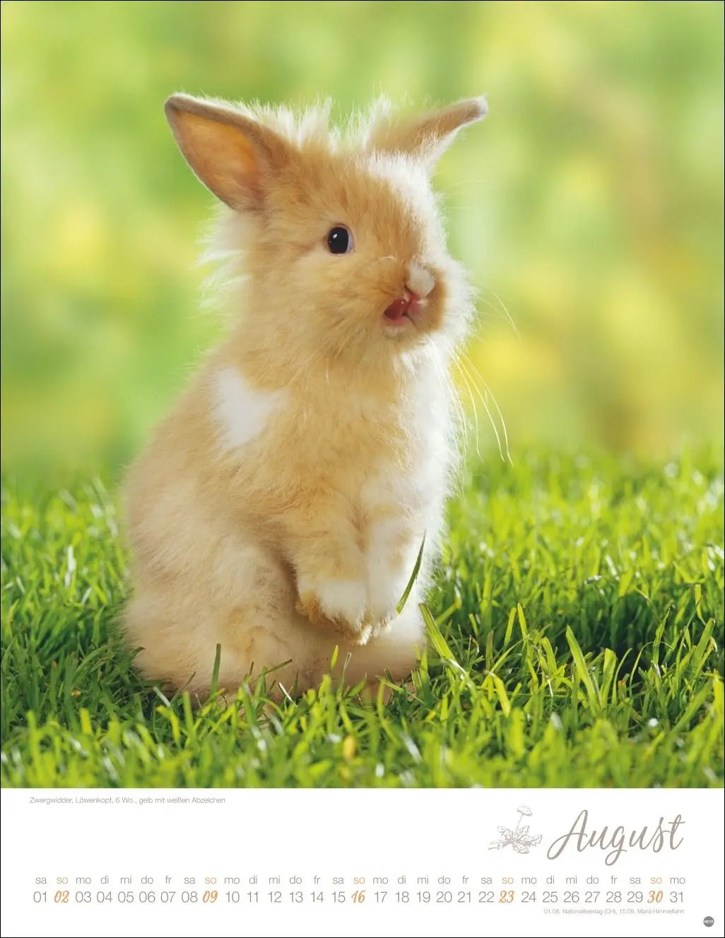 Bild: 9783756410828 | Kaninchenkinder Posterkalender 2026 | Monika Wegler | Kalender | 14 S.