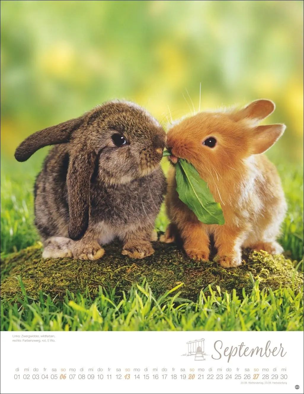 Bild: 9783756410828 | Kaninchenkinder Posterkalender 2026 | Monika Wegler | Kalender | 14 S.