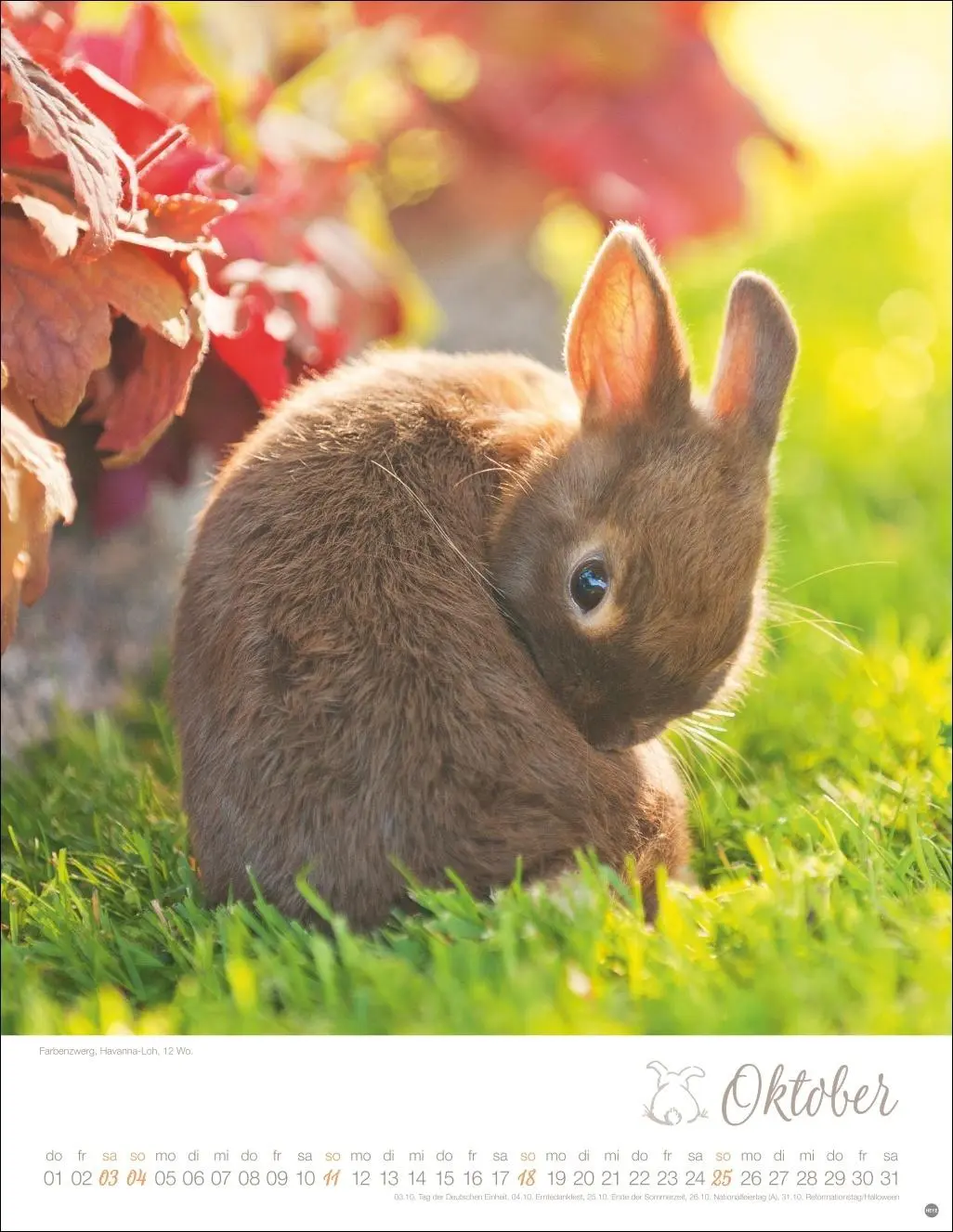Bild: 9783756410828 | Kaninchenkinder Posterkalender 2026 | Monika Wegler | Kalender | 14 S.