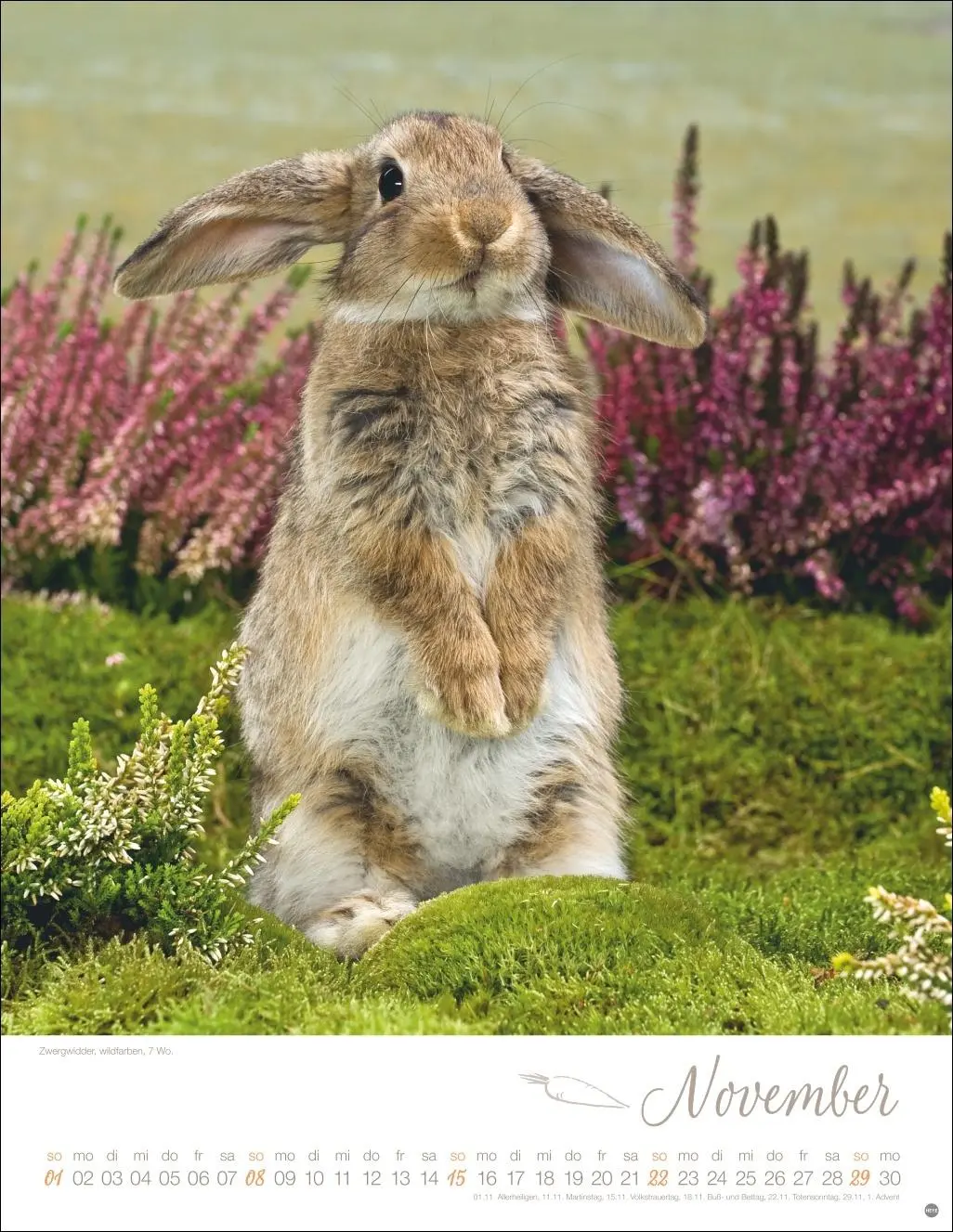 Bild: 9783756410828 | Kaninchenkinder Posterkalender 2026 | Monika Wegler | Kalender | 14 S.