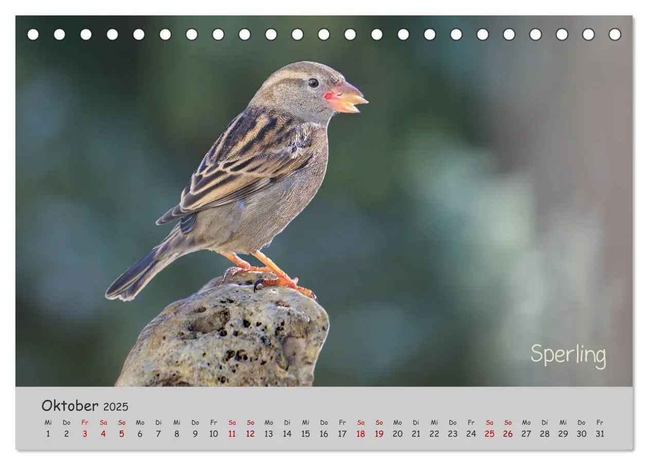 Bild: 9783435260928 | Mit Piepmätzen durch das Jahr ... (Tischkalender 2025 DIN A5 quer),...