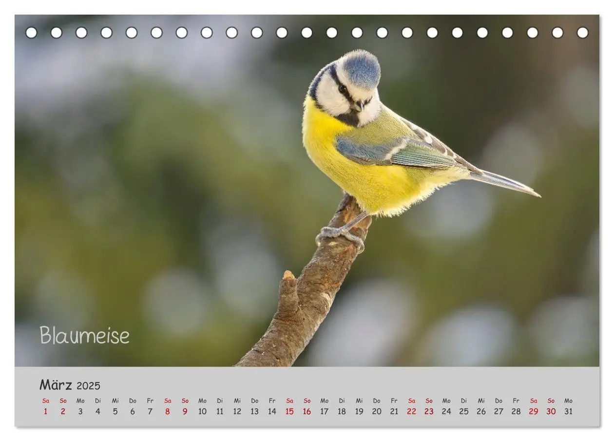 Bild: 9783435260928 | Mit Piepmätzen durch das Jahr ... (Tischkalender 2025 DIN A5 quer),...
