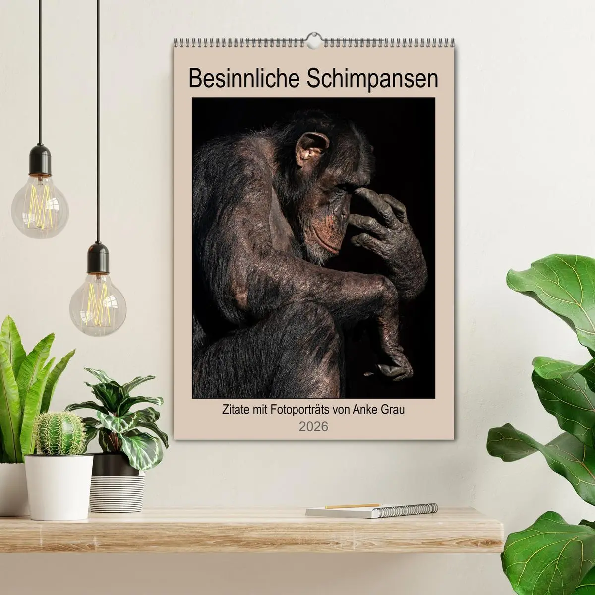 Bild: 9783516370928 | Besinnliche Schimpansen (Wandkalender 2026 DIN A2 hoch), CALVENDO...