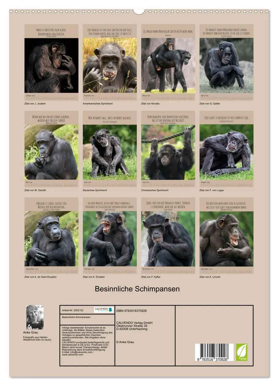 Bild: 9783516370928 | Besinnliche Schimpansen (Wandkalender 2026 DIN A2 hoch), CALVENDO...