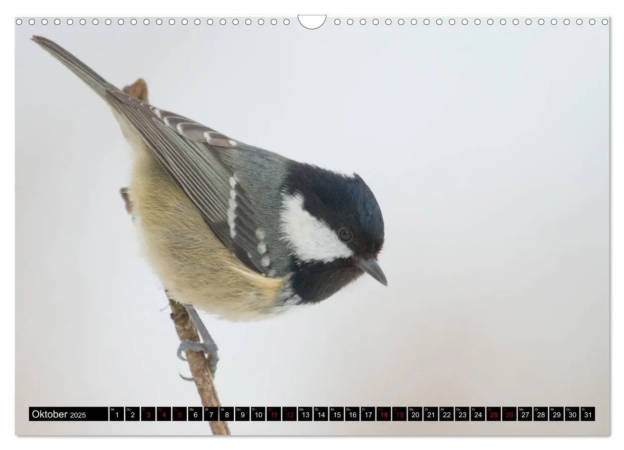 Bild: 9783435381128 | Vögel aus dem Garten (Wandkalender 2025 DIN A3 quer), CALVENDO...