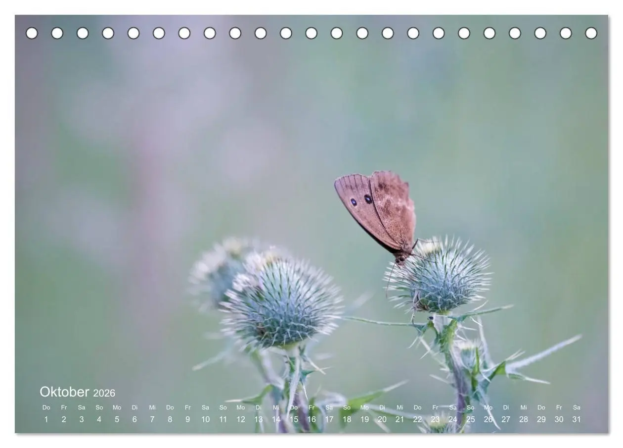 Bild: 9783457771228 | Eine Safari im Garten (Tischkalender 2026 DIN A5 quer), CALVENDO...