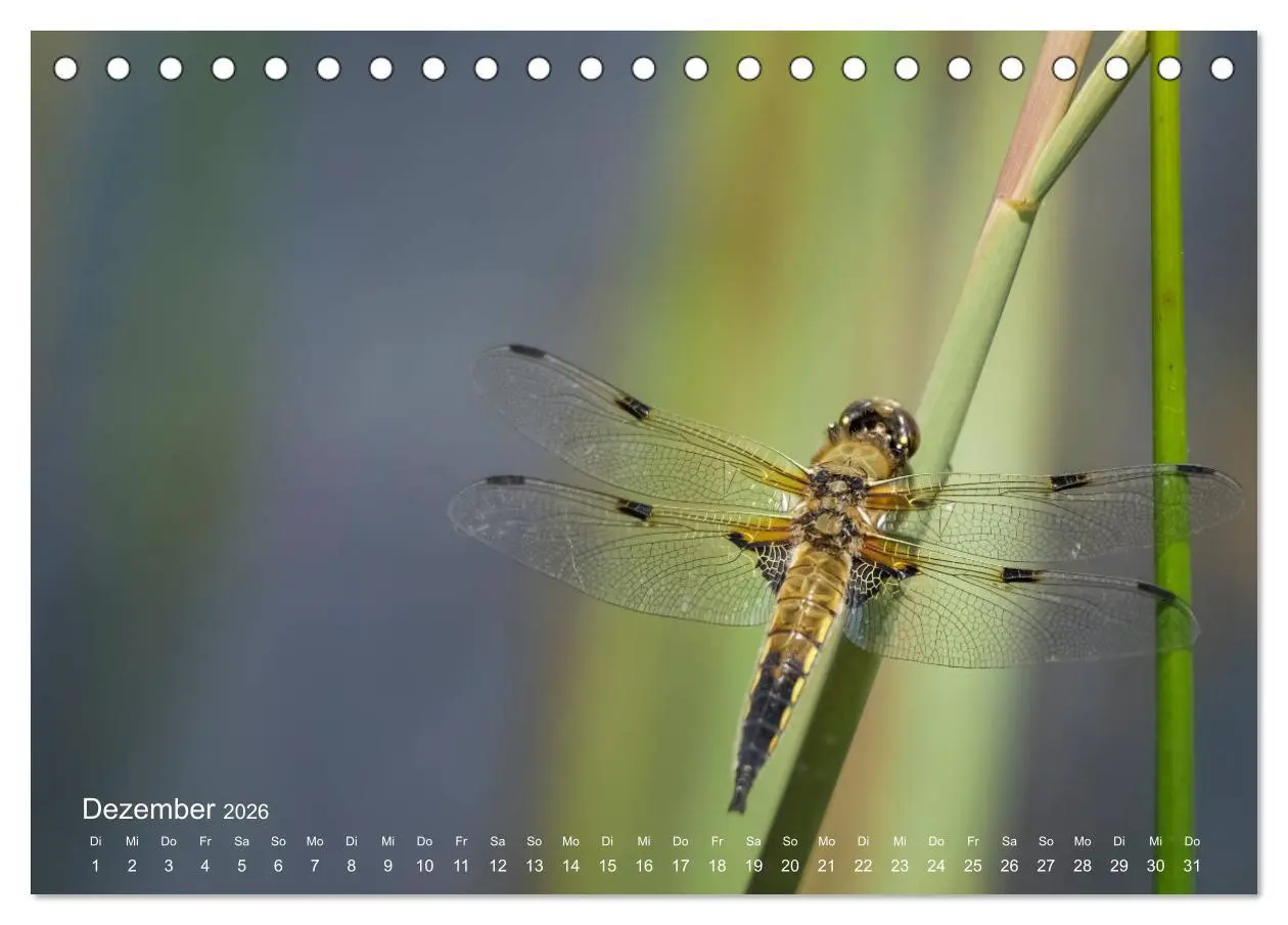 Bild: 9783457771228 | Eine Safari im Garten (Tischkalender 2026 DIN A5 quer), CALVENDO...