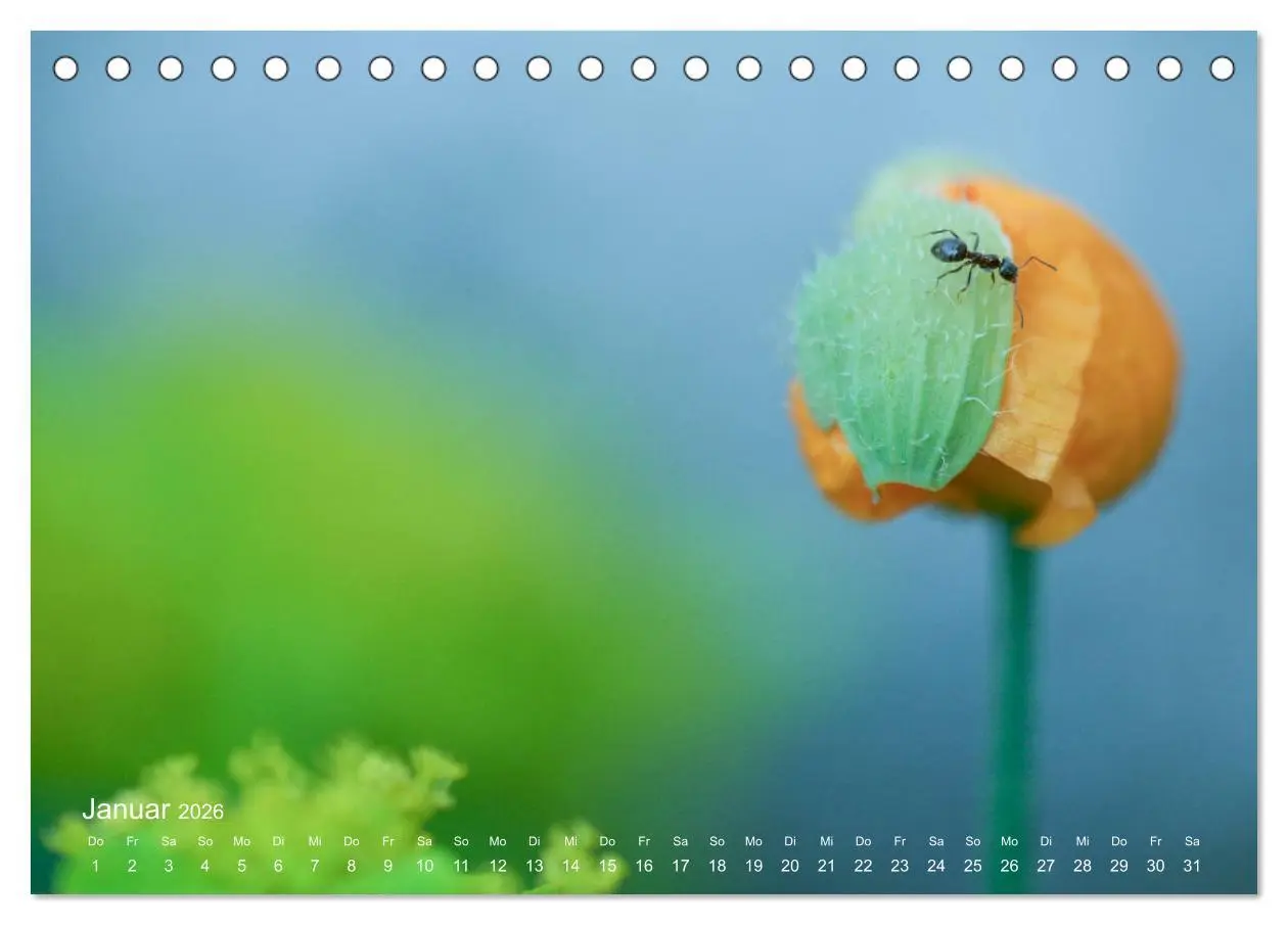 Bild: 9783457771228 | Eine Safari im Garten (Tischkalender 2026 DIN A5 quer), CALVENDO...
