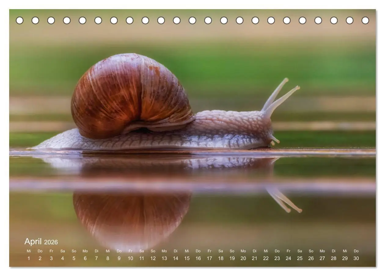 Bild: 9783457771228 | Eine Safari im Garten (Tischkalender 2026 DIN A5 quer), CALVENDO...