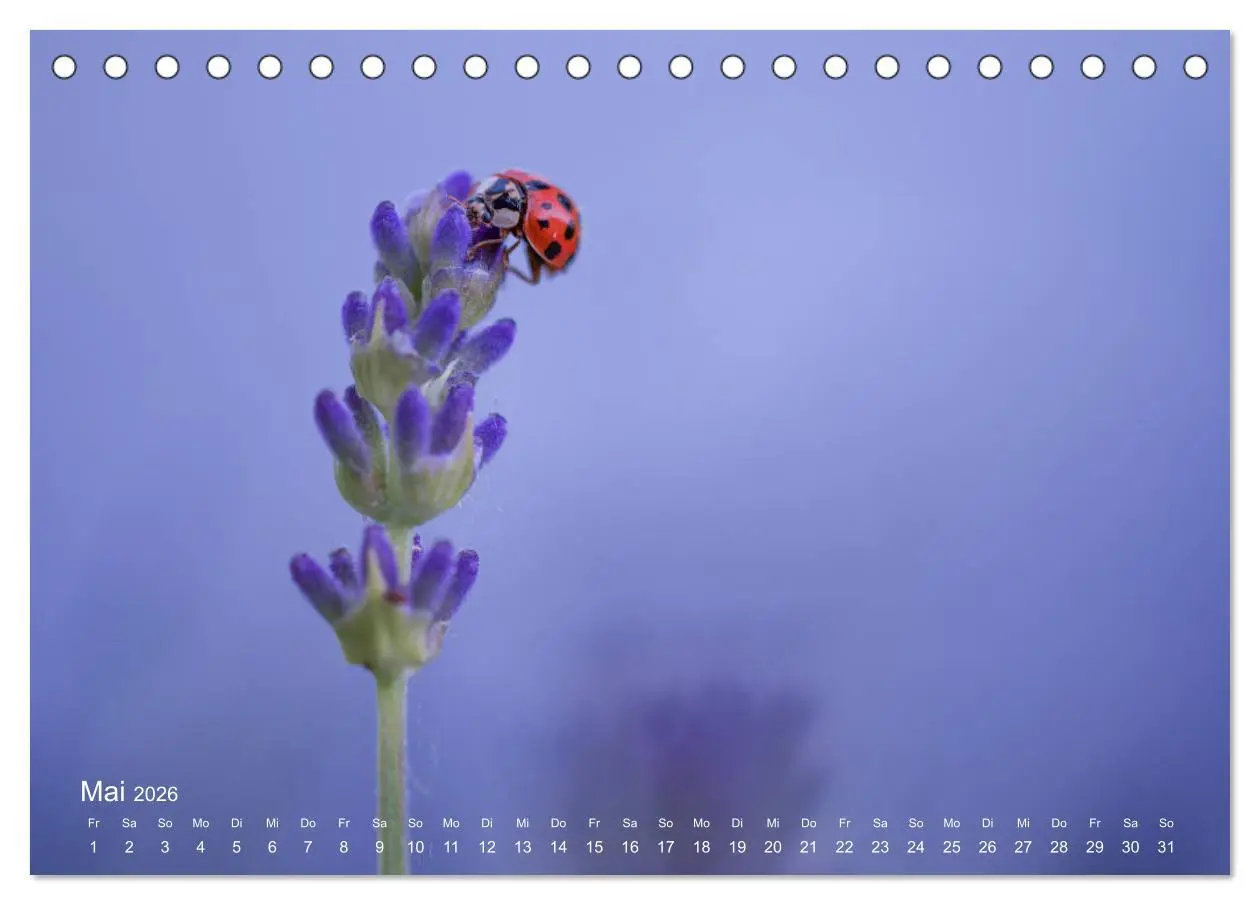 Bild: 9783457771228 | Eine Safari im Garten (Tischkalender 2026 DIN A5 quer), CALVENDO...