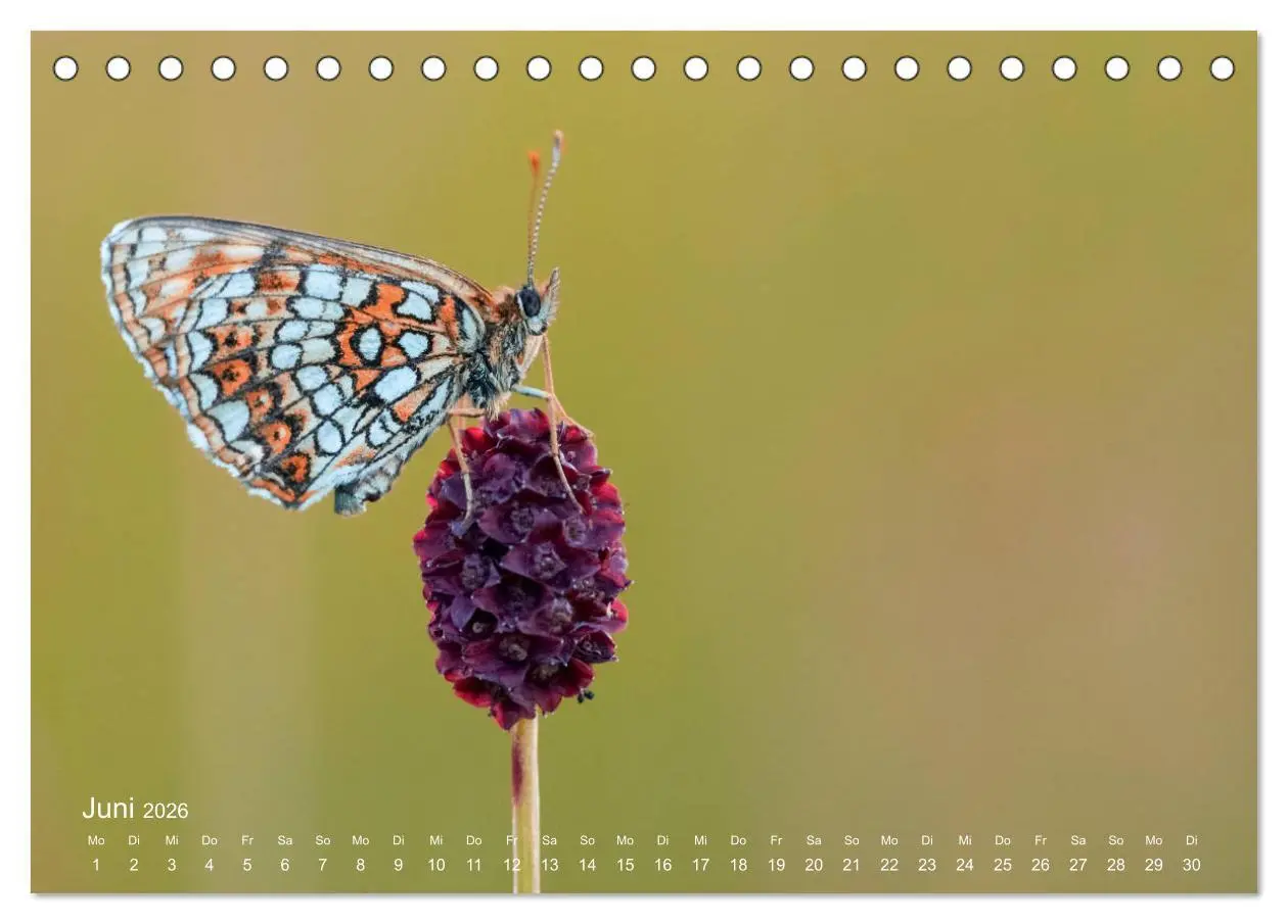 Bild: 9783457771228 | Eine Safari im Garten (Tischkalender 2026 DIN A5 quer), CALVENDO...