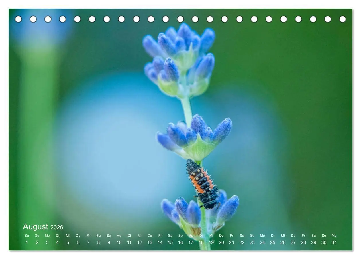 Bild: 9783457771228 | Eine Safari im Garten (Tischkalender 2026 DIN A5 quer), CALVENDO...