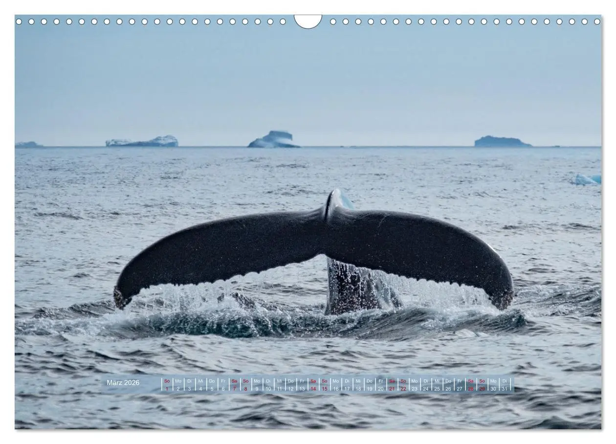 Bild: 9783457911228 | Tasiilaq - Ein kurzer Sommer in Ostgrönland (Wandkalender 2026 DIN...