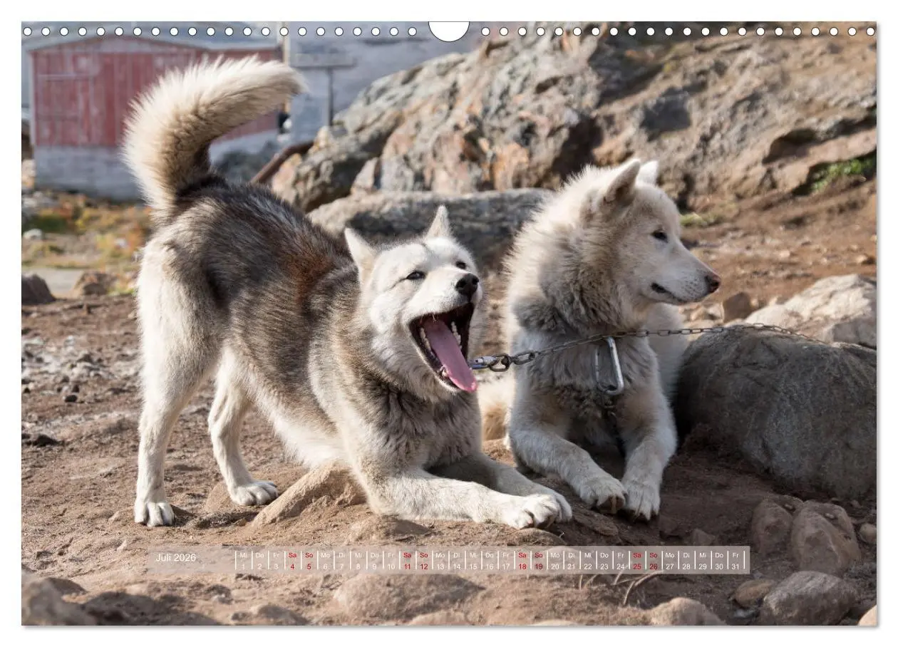 Bild: 9783457911228 | Tasiilaq - Ein kurzer Sommer in Ostgrönland (Wandkalender 2026 DIN...