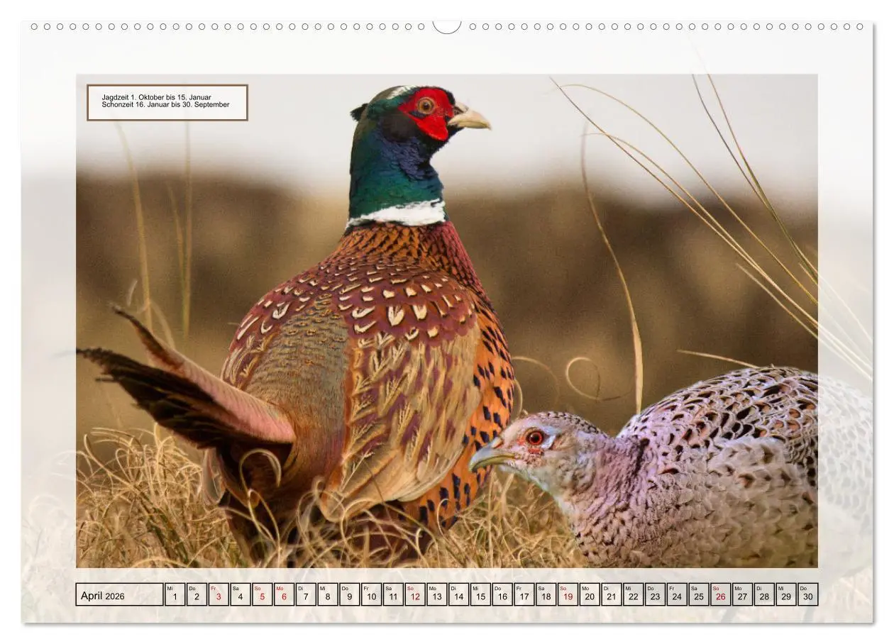 Bild: 9783457521328 | Deutsches Jagdwild - Waidmannsheil (Wandkalender 2026 DIN A2 quer),...