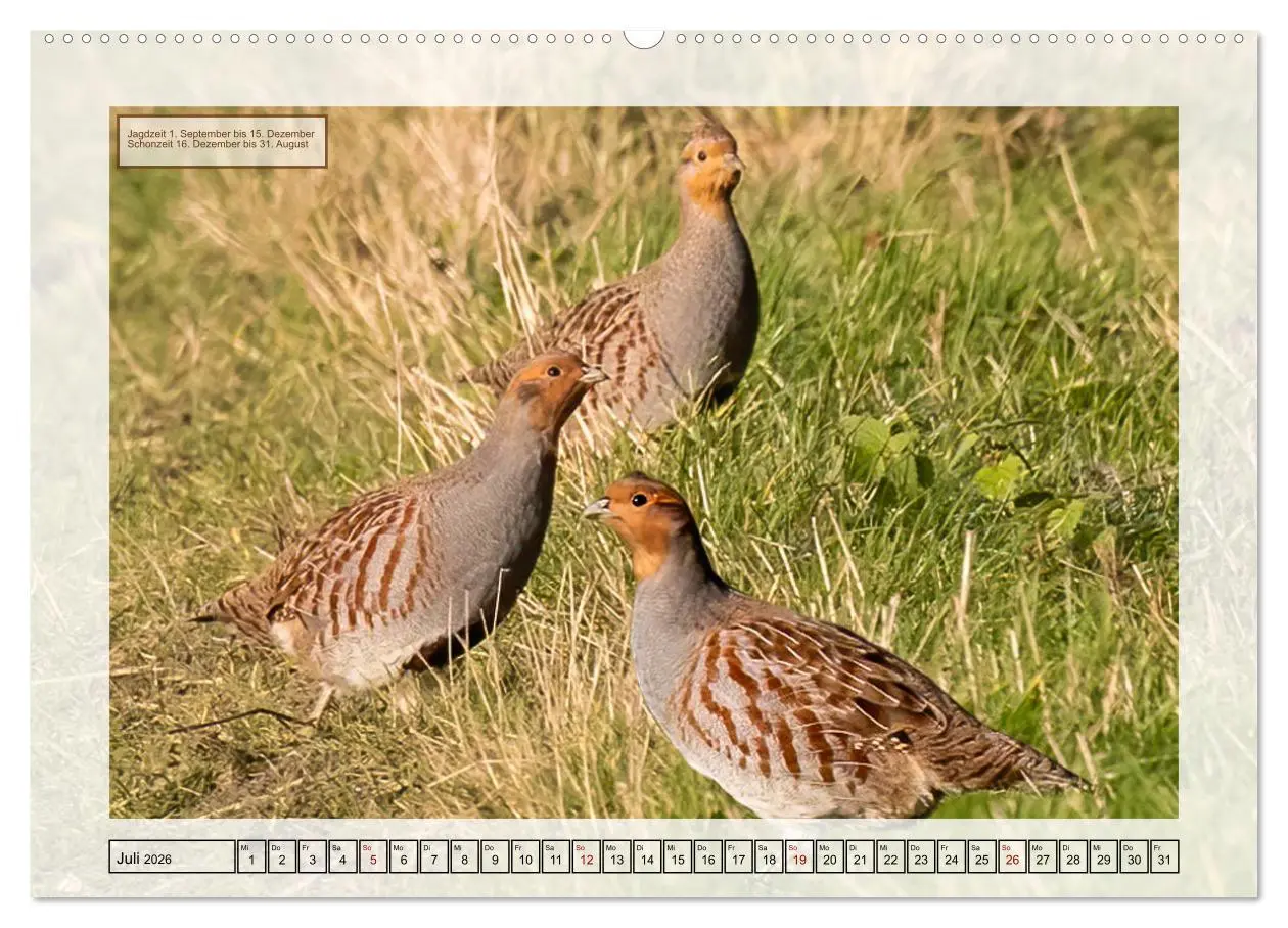 Bild: 9783457521328 | Deutsches Jagdwild - Waidmannsheil (Wandkalender 2026 DIN A2 quer),...