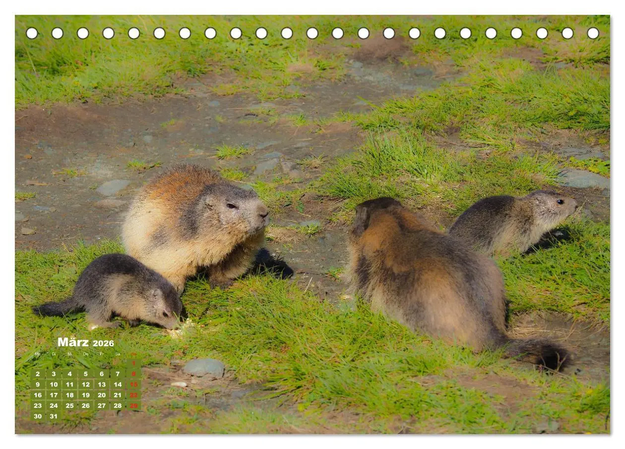 Bild: 9783457681428 | Großglockner, Alpen, Murmeltiere &amp; mehr by VogtArt (Tischkalender...