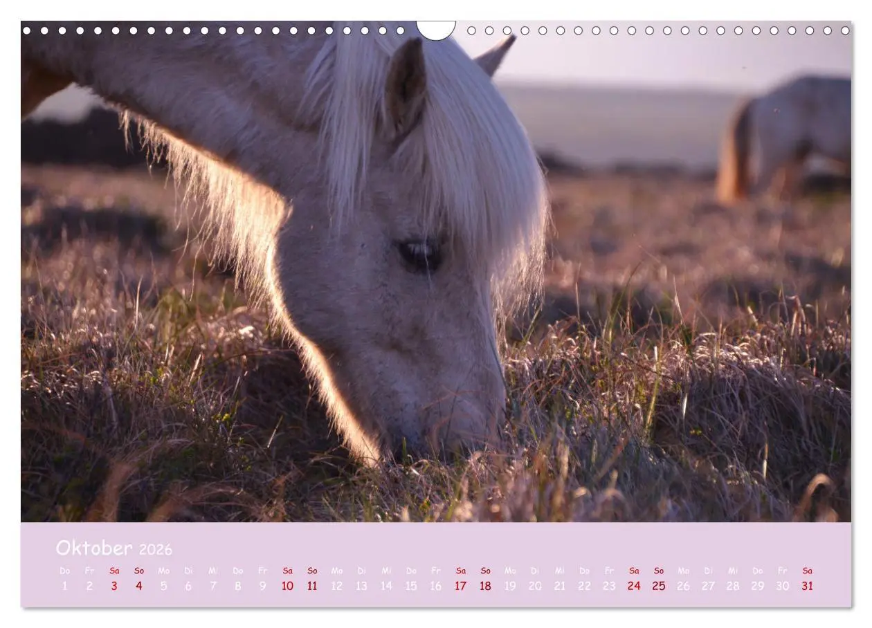 Bild: 9783457641828 | Das Islandpferd (Wandkalender 2026 DIN A3 quer), CALVENDO...