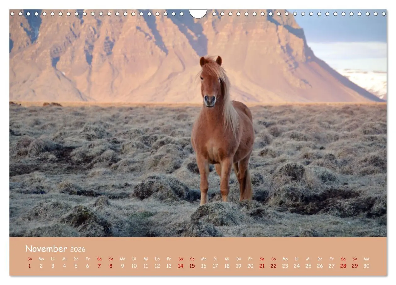 Bild: 9783457641828 | Das Islandpferd (Wandkalender 2026 DIN A3 quer), CALVENDO...