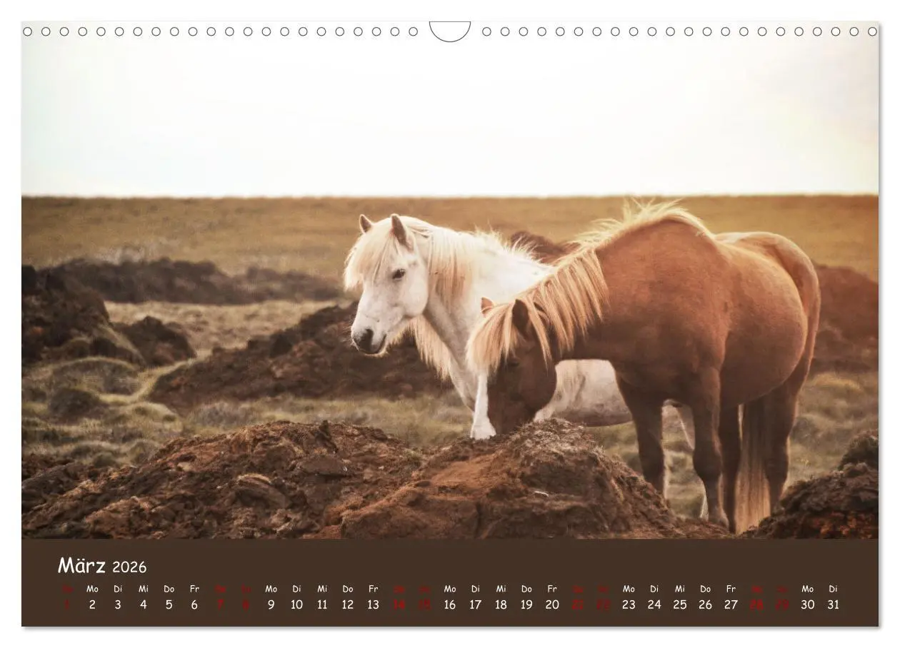 Bild: 9783457641828 | Das Islandpferd (Wandkalender 2026 DIN A3 quer), CALVENDO...