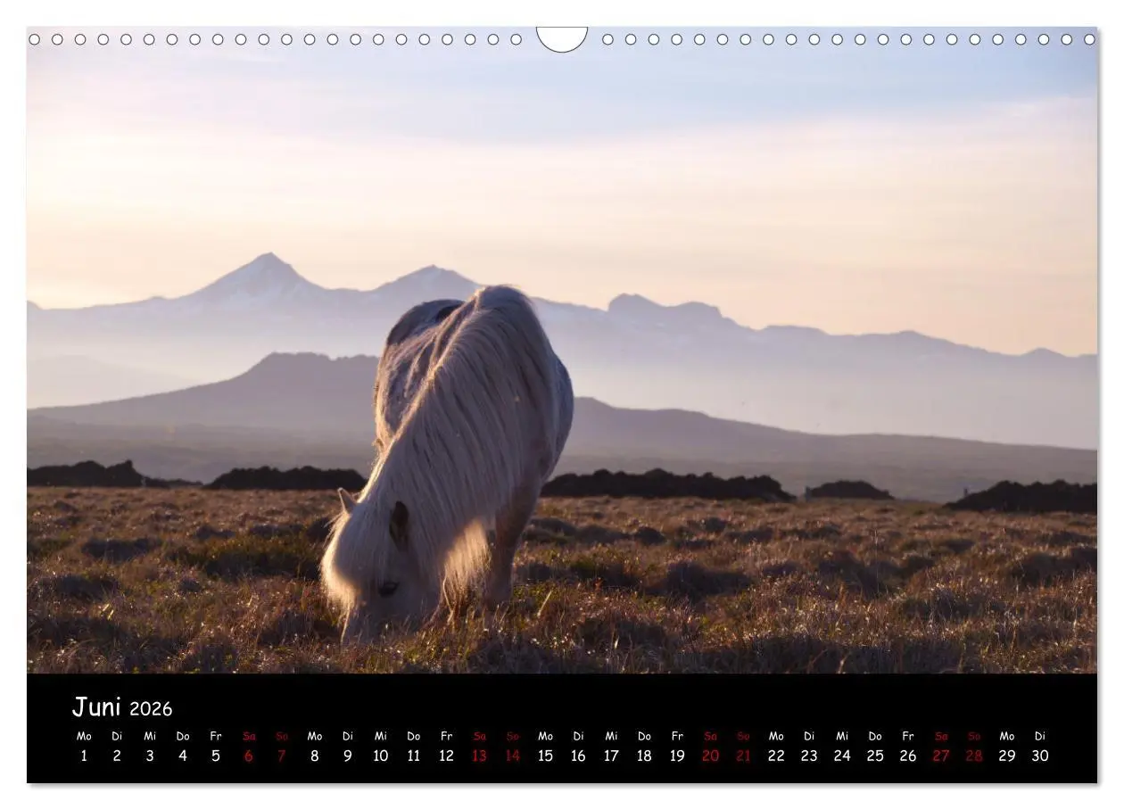 Bild: 9783457641828 | Das Islandpferd (Wandkalender 2026 DIN A3 quer), CALVENDO...