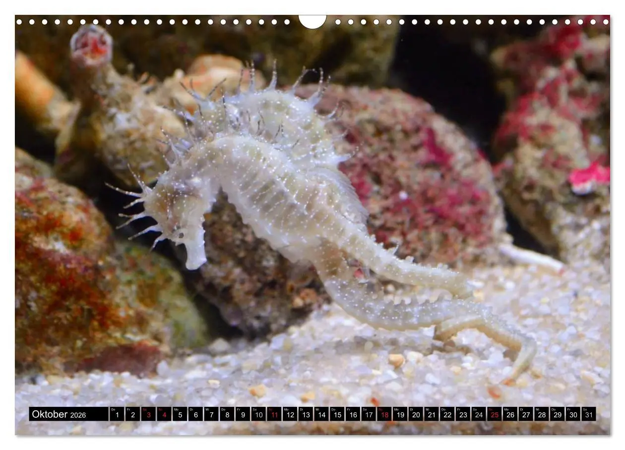 Bild: 9783516111828 | Fische und Meerestiere (Wandkalender 2026 DIN A3 quer), CALVENDO...