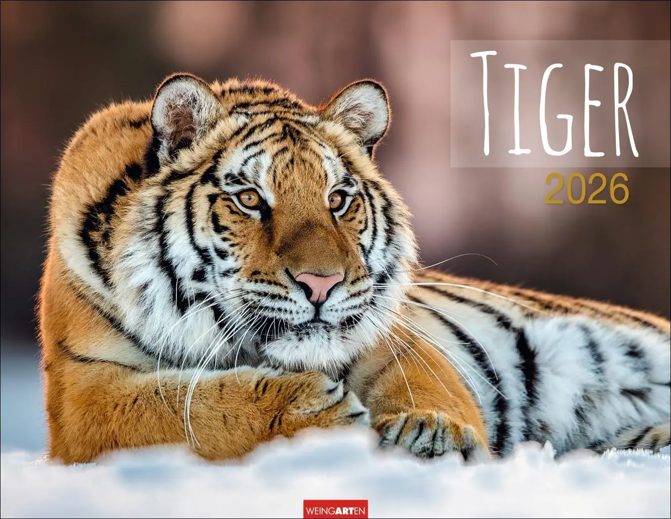 Cover: 9783839902028 | Tiger Kalender 2026 | Kalender | Tierkalender Weingarten | 14 S.