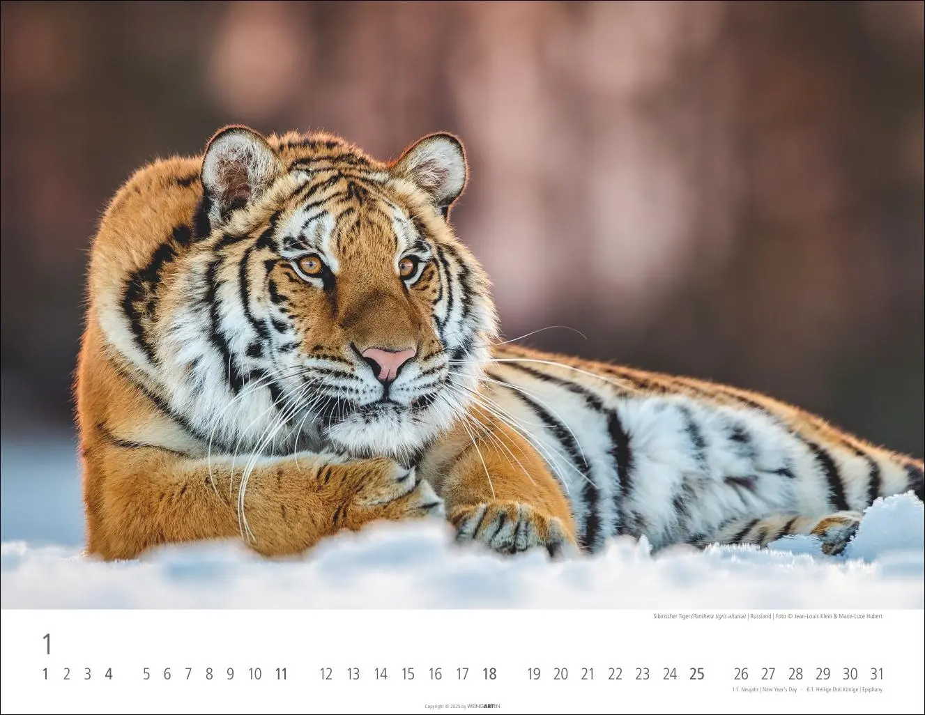 Bild: 9783839902028 | Tiger Kalender 2026 | Kalender | Tierkalender Weingarten | 14 S.