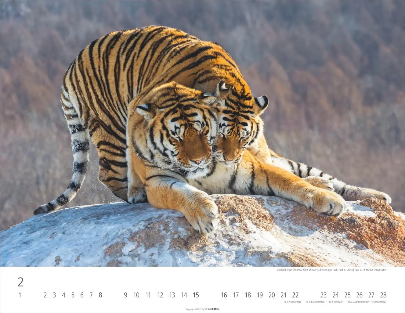 Bild: 9783839902028 | Tiger Kalender 2026 | Kalender | Tierkalender Weingarten | 14 S.