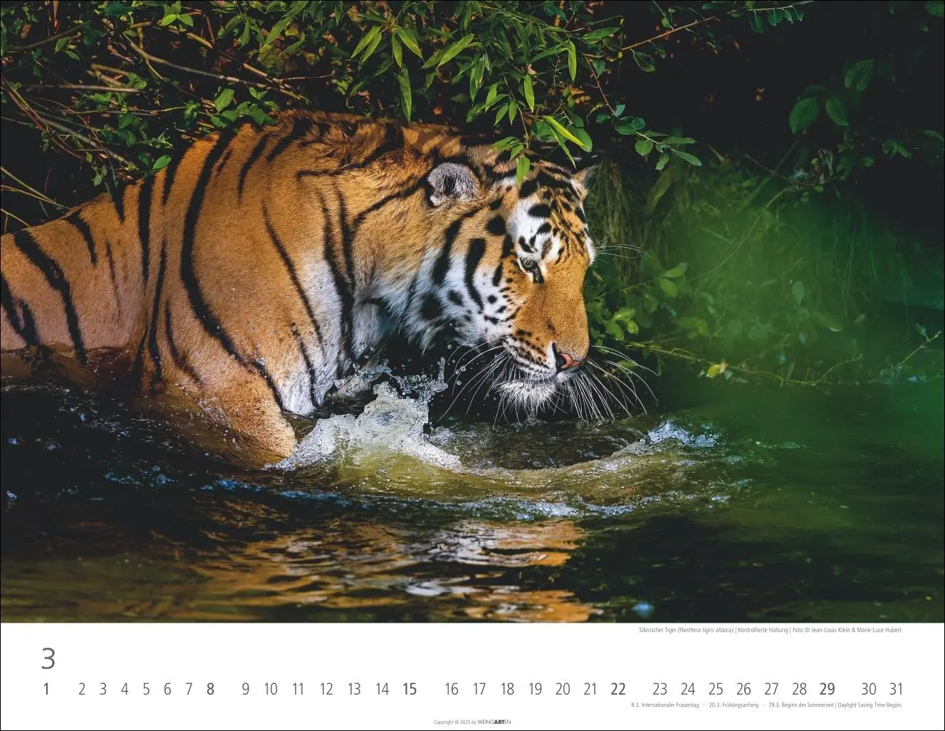 Bild: 9783839902028 | Tiger Kalender 2026 | Kalender | Tierkalender Weingarten | 14 S.
