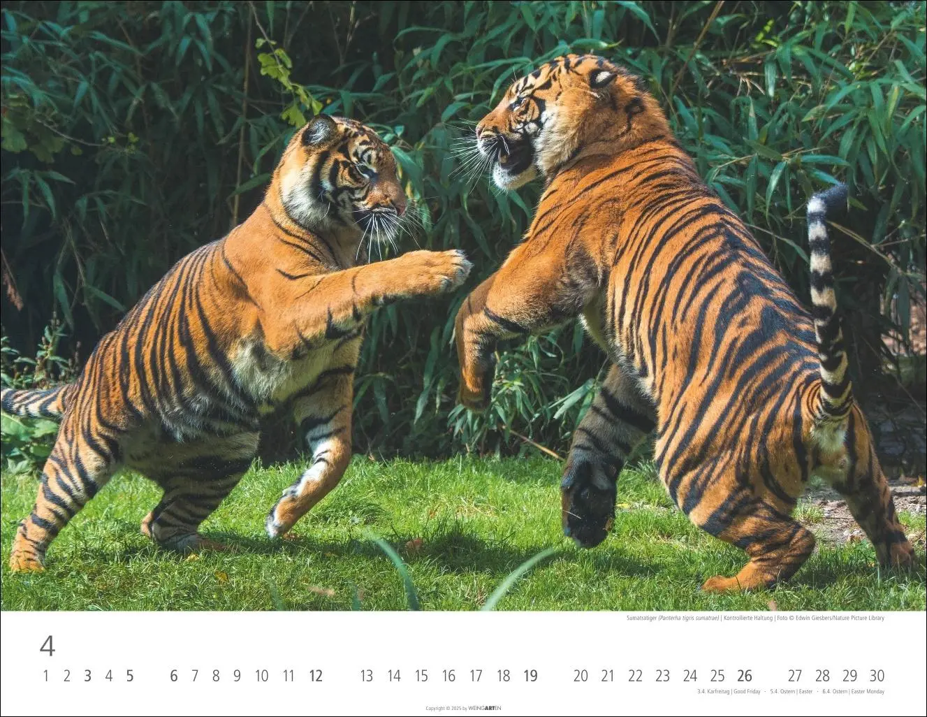 Bild: 9783839902028 | Tiger Kalender 2026 | Kalender | Tierkalender Weingarten | 14 S.