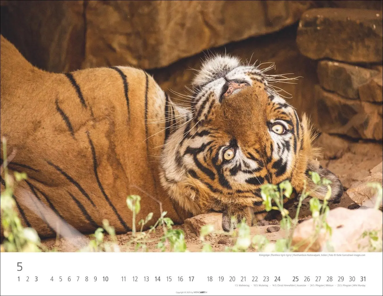 Bild: 9783839902028 | Tiger Kalender 2026 | Kalender | Tierkalender Weingarten | 14 S.