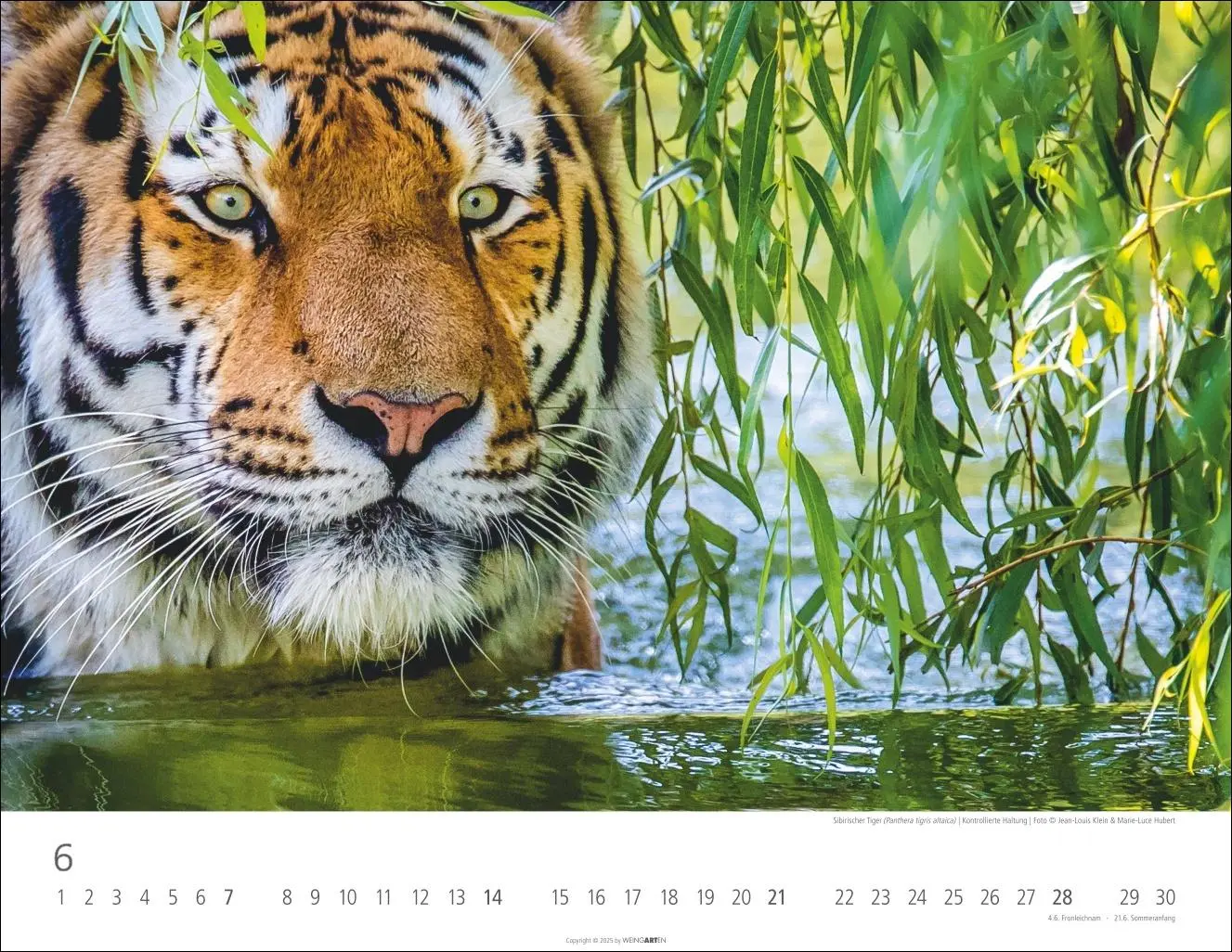 Bild: 9783839902028 | Tiger Kalender 2026 | Kalender | Tierkalender Weingarten | 14 S.