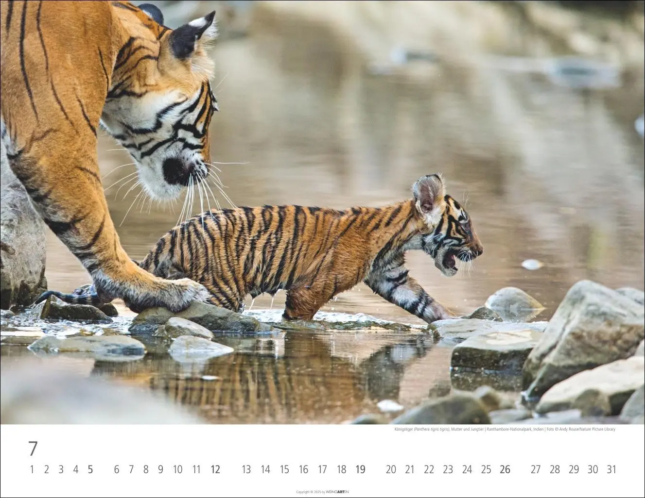 Bild: 9783839902028 | Tiger Kalender 2026 | Kalender | Tierkalender Weingarten | 14 S.