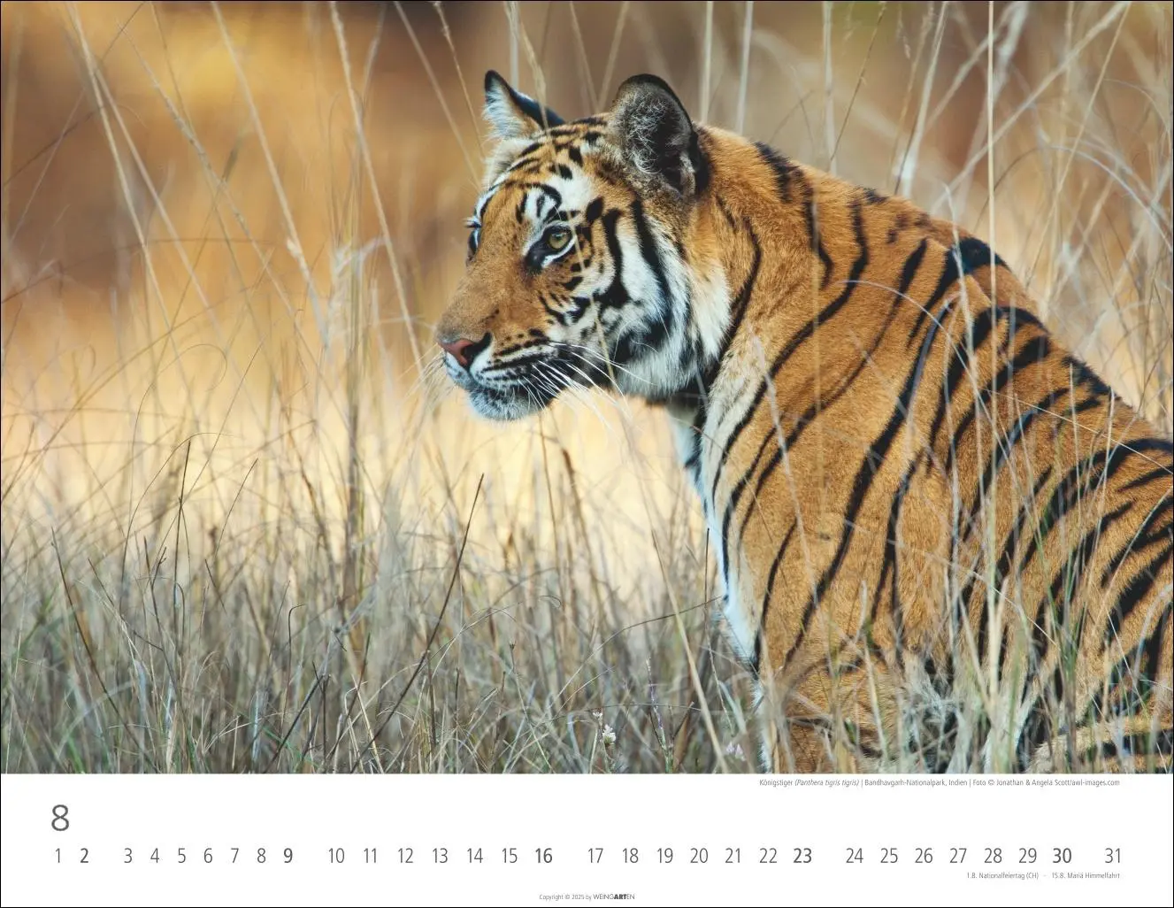 Bild: 9783839902028 | Tiger Kalender 2026 | Kalender | Tierkalender Weingarten | 14 S.