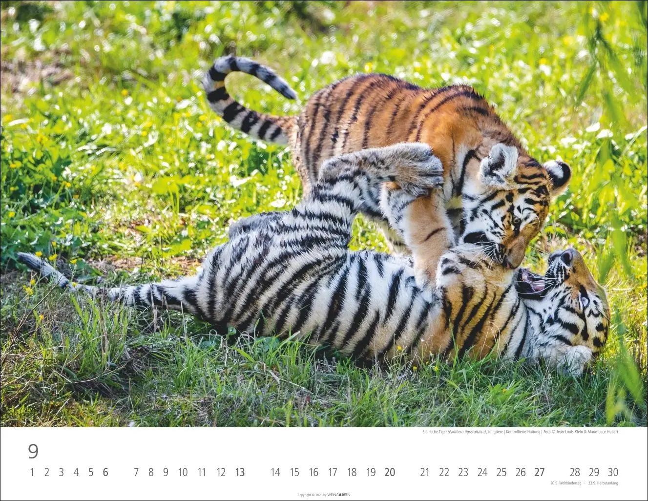 Bild: 9783839902028 | Tiger Kalender 2026 | Kalender | Tierkalender Weingarten | 14 S.