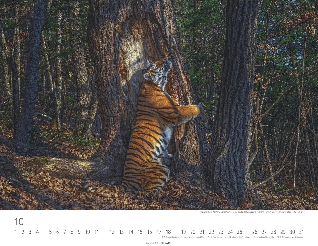 Bild: 9783839902028 | Tiger Kalender 2026 | Kalender | Tierkalender Weingarten | 14 S.