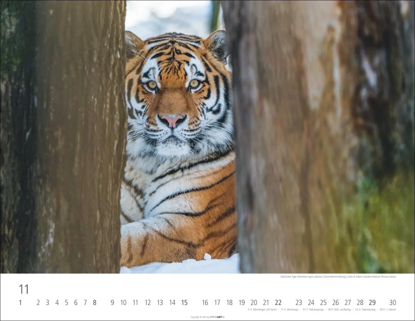 Bild: 9783839902028 | Tiger Kalender 2026 | Kalender | Tierkalender Weingarten | 14 S.