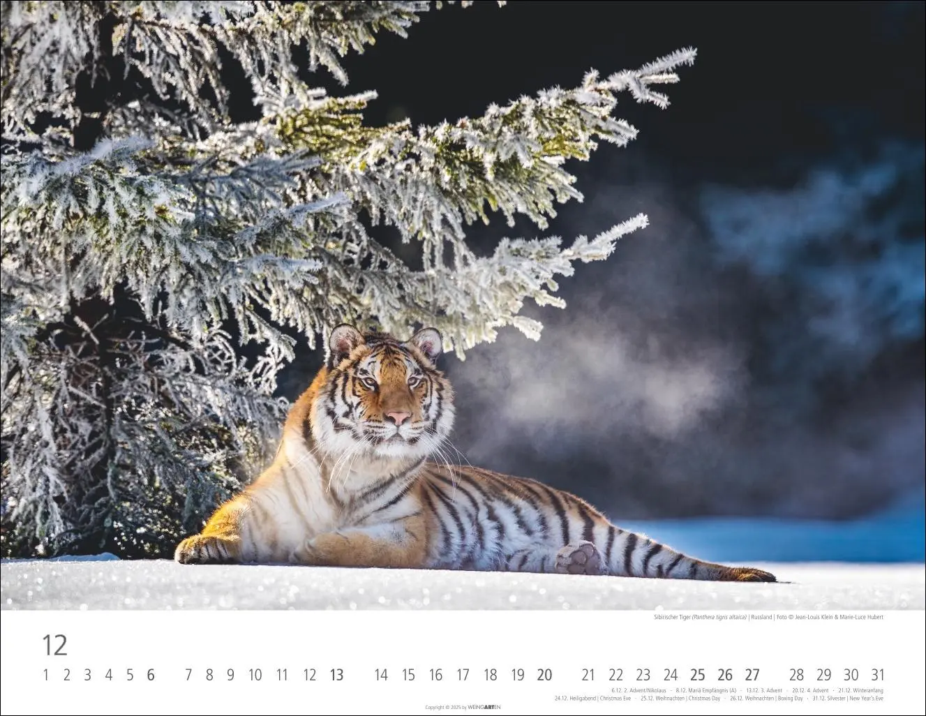 Bild: 9783839902028 | Tiger Kalender 2026 | Kalender | Tierkalender Weingarten | 14 S.