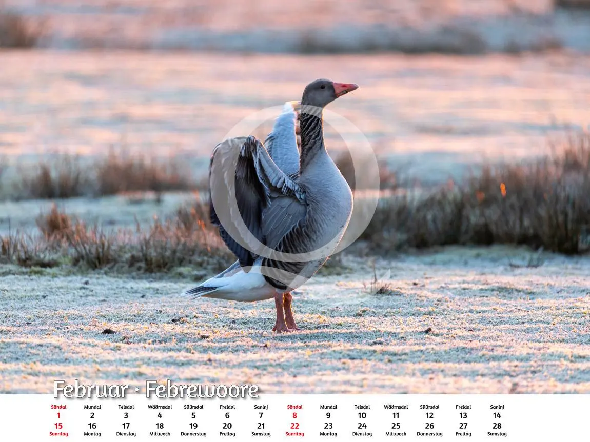 Bild: 9783924422028 | Amrum 2026 | Foto-Kalender | Kalender | Spiralbindung | Deutsch | 2026