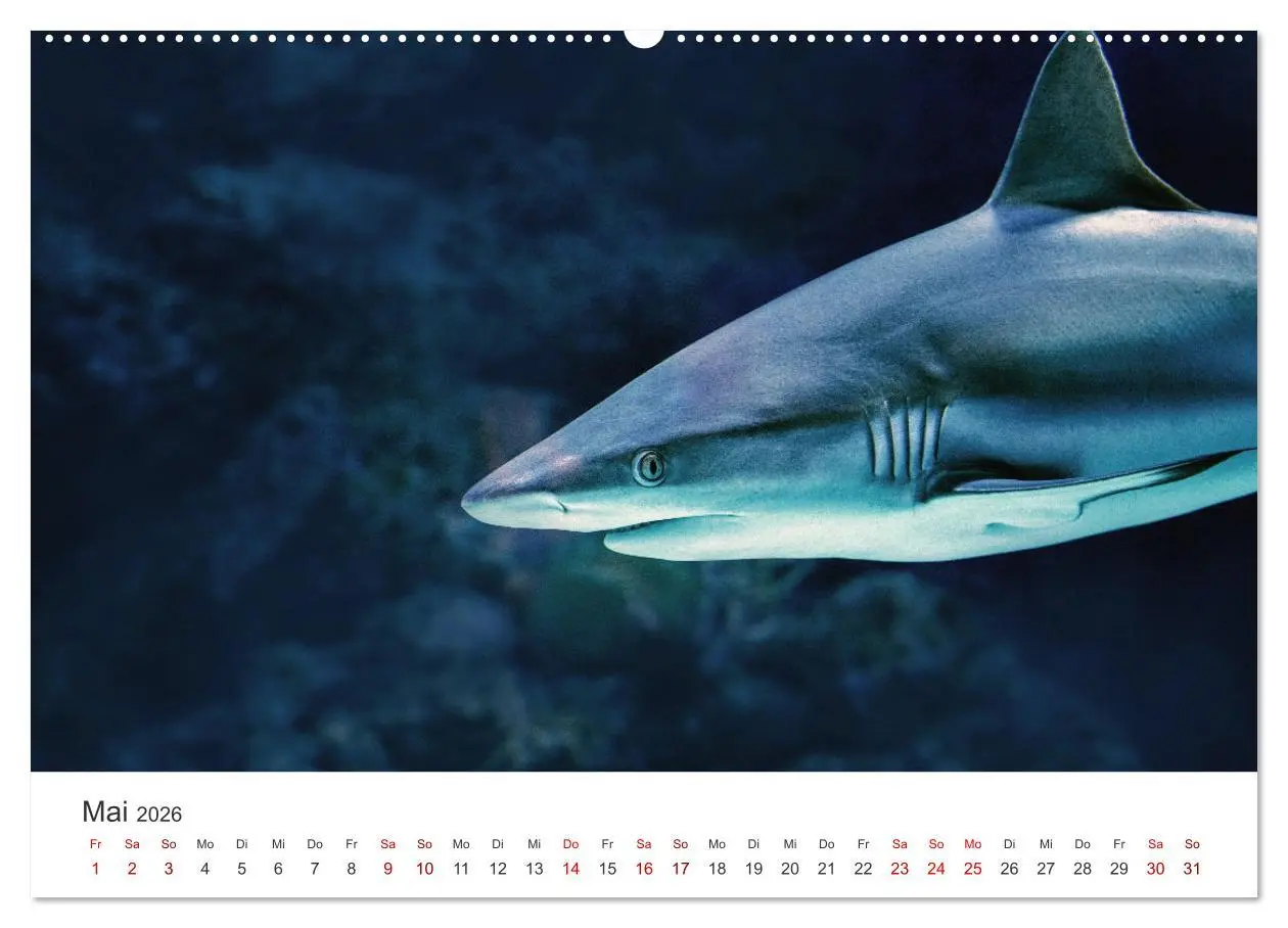 Bild: 9783457442128 | Haie - Könige der Meere. (hochwertiger Premium Wandkalender 2026...