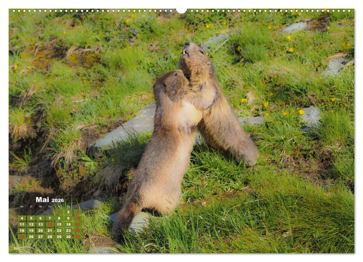 Bild: 9783457682128 | Großglockner, Alpen, Murmeltiere &amp; mehr by VogtArt (Wandkalender...